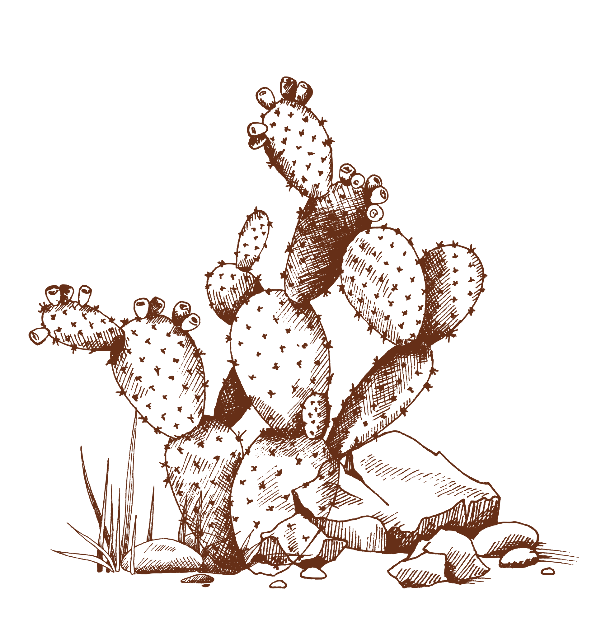 HTU25_cactus1(1)